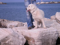 mastino abruzzese